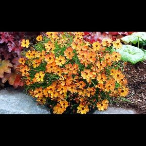 Meet your Posher, Melody